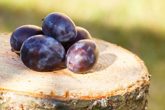 Plums on wooden stump in garden on sunny day