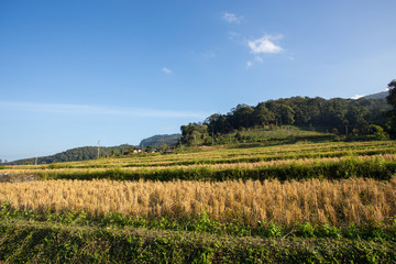 Fototapeta na wymiar Terraced Rice Field