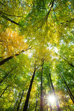 Fototapeta forest