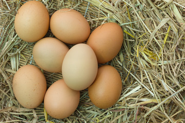 Chicken eggs in the straw