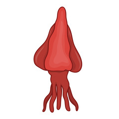 squid isolated illustration