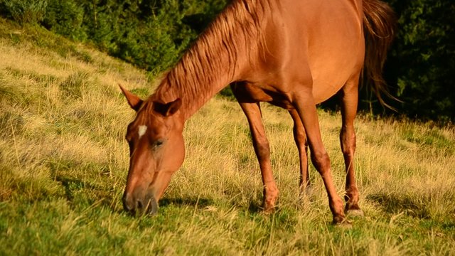 Closeup of brown mare grazing on pasture in late summer