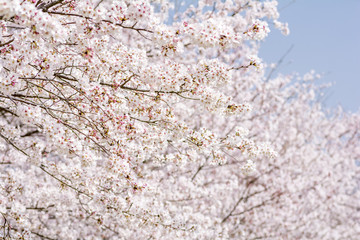ソメイヨシノの咲く枝と花のボケ