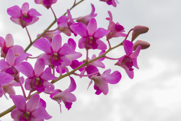 Beautiful orchid flowers on the street