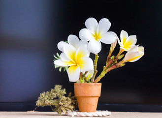 white flower plumeria in mini baked clay vase on modern background