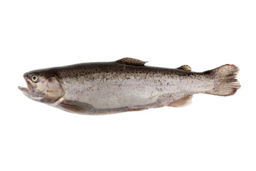 Fish river trout on white background