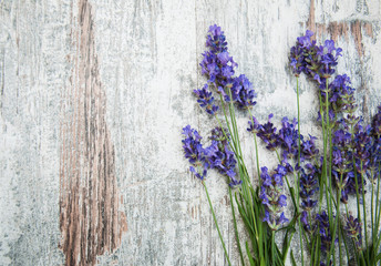 Fototapety  lavender flowers