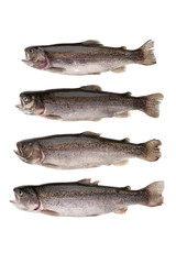 four fish river trout on white background
