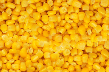 yellow corn grain background