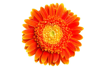 Orange Gerber photos, royalty-free images, graphics, vectors & videos ...