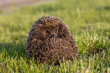 hedgehog in the grass