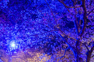 忠元公園のソメイヨシノの夜桜