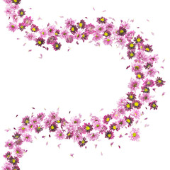 violet daisies and chrysanthemums flower buds pattern, studio photographed, vertically repeating and isolated on absolute white