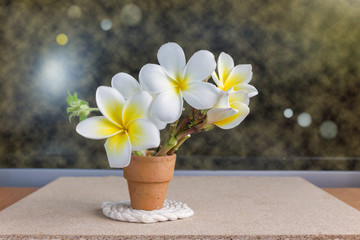 white flower plumeria in mini baked clay vase on grunge and vintage style background