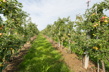 Fototapeta premium Path between low espaliers in an apple orchard