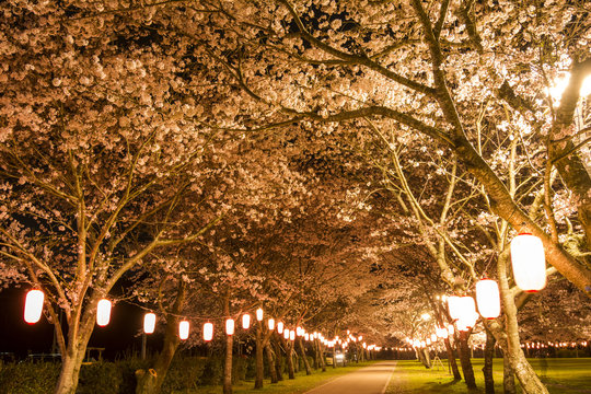 夜の忠元公園のソメイヨシノの桜並木と提灯