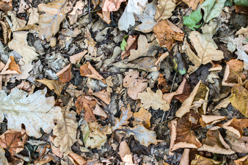 fall leaves