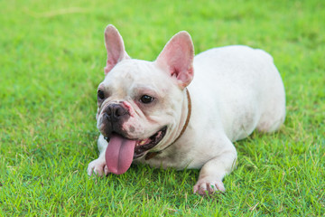 Fototapeta premium french bulldog on grass field