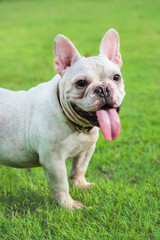 french bulldog on  grass field