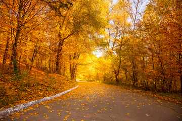 Gold Autumn in the city park - Beautiful Yellow Trees and