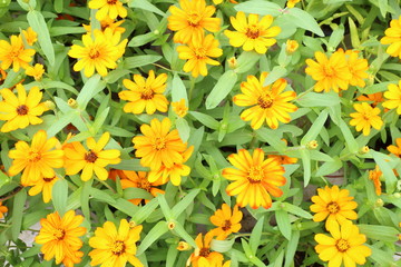 Flowers field in summer season