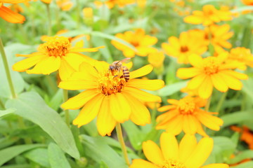 Flowers field in summer season