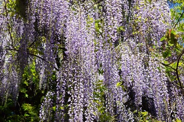 フジの花／山形県の鶴岡公園で、綺麗な「フジの花」を撮影した写真です。