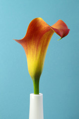 calla © annabell2012
