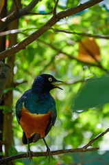 Superb starling is  singing on the tree