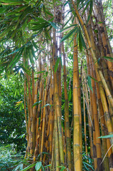 long stems of bamboo