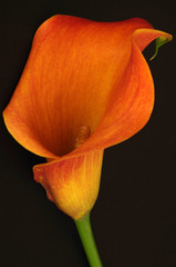 calla