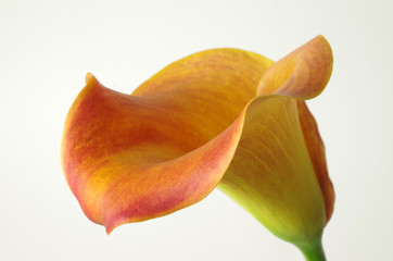 orange calla © annabell2012