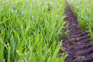 Fresh Grass with drops of dew and ground way to the horizon,