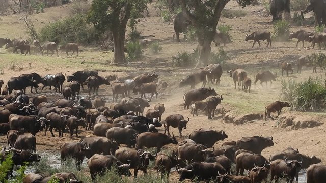 Large herd of African buffaloes (Syncerus caffer) gathering at a river to drink, Kruger National Park, South Africa