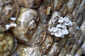 Mushroom farm