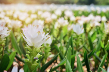 White Siam tulip garden and sunlight in thailand