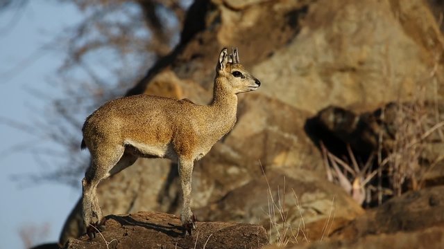A small klipspringer antelope (Oreotragus oreotragus) on a rock, Kruger National Park, South Africa