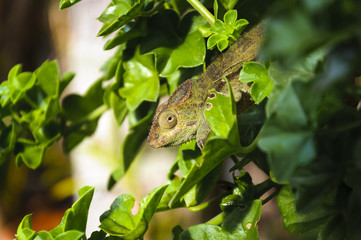 L'Endormi ou caméléon, Ile de La Réunion