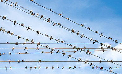 Group of swallows