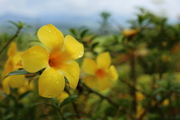 Allamanda cathartica