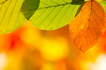 Colorful autumnal background with leaves