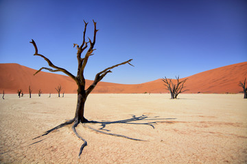 Fototapeta na wymiar Deadvlei Valley, Sossusvlei dunes, Namib desert, Namibia