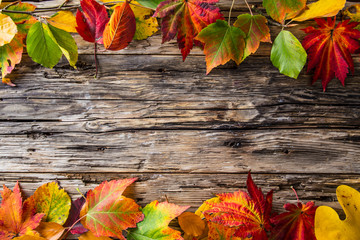 Colorful autumnal background with leaves