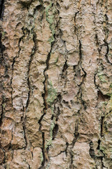 mango bark
