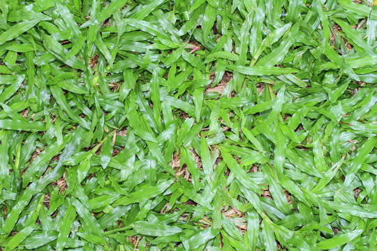 green grass