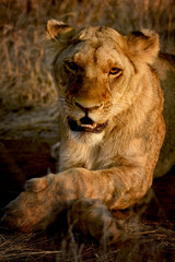 Fototapeta na wymiar A female young lion laying