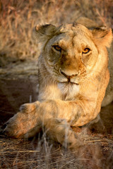 Fototapeta na wymiar Young lioness, Zimbabwe