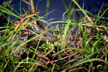 Monitor lizard, Chobe national park, Botswana