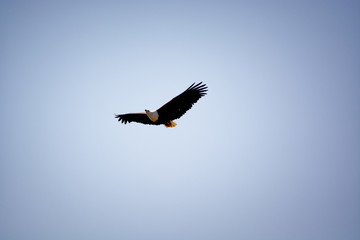 Vulture, Chobe national park, Botswana