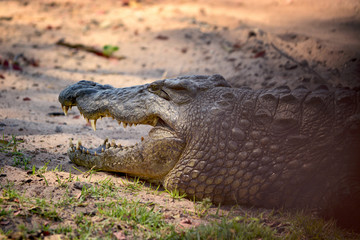 Crocodile, Chobe national park, Botswana